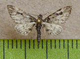 Eupithecia sp1
